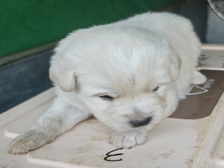 횡성유기동물보호센터_442426202400508